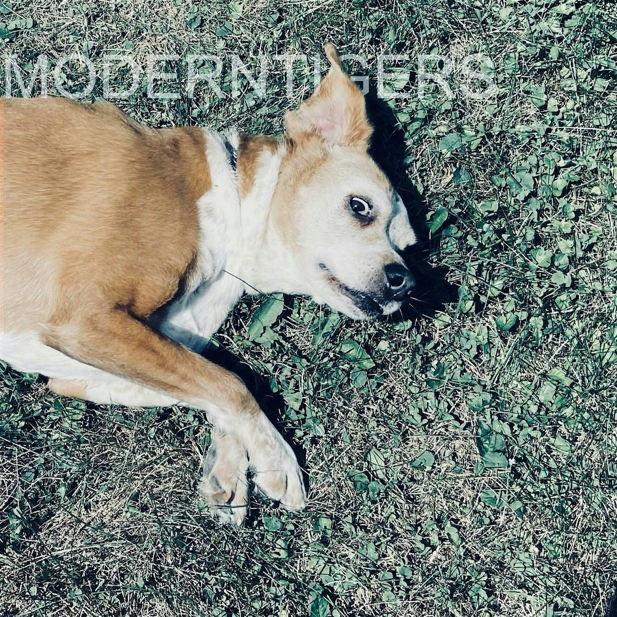 MODERN TIGERS - Live at Sugar Maple - 8\/15\/25