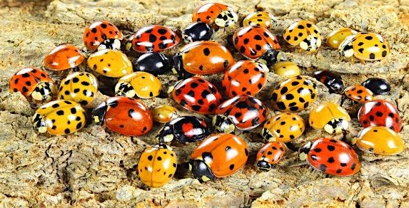 Storytime:  Ladybugs