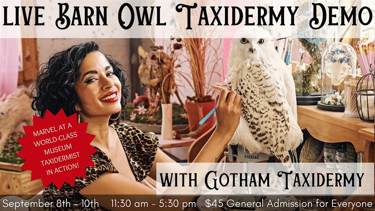 LIVE BARN OWL TAXIDERMY DEMO WITH GOTHAM TAXIDERMY