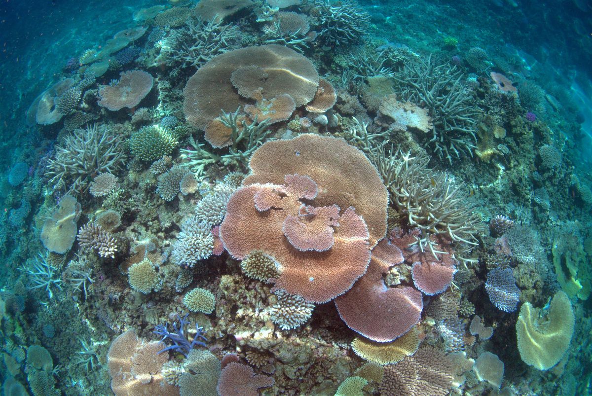 Saturday DNA! Corals - Hiding in Plain Sight!