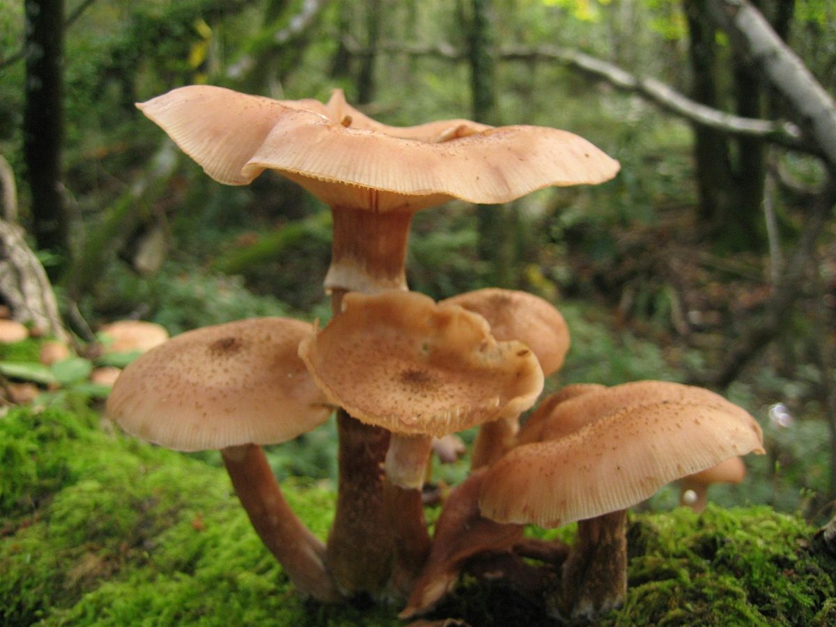 Fungi Foray