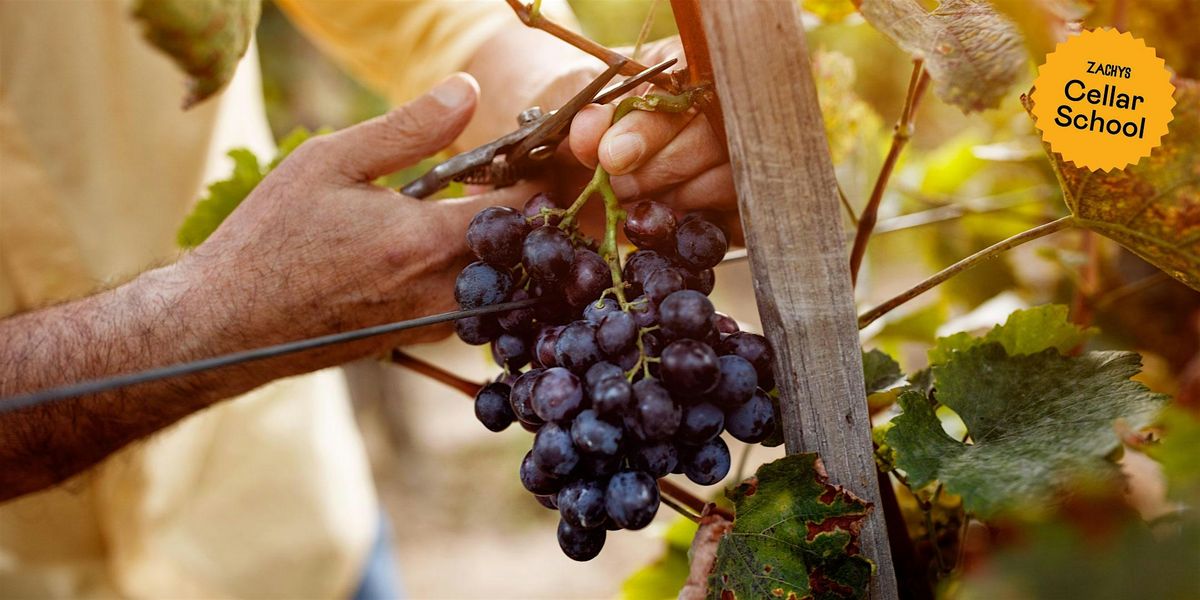 Zachys Cellar School: Grape 101
