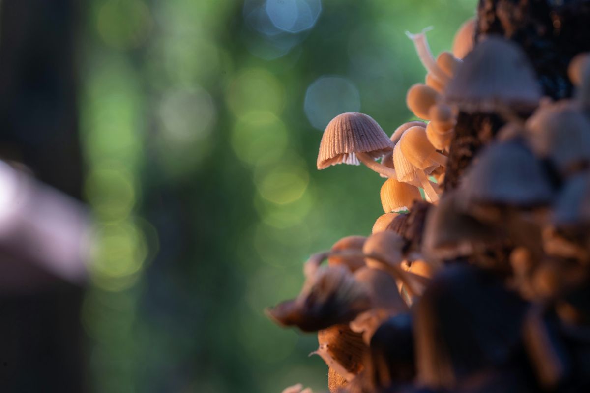 Mushroom & Macro Photography Workshop \u2013 Capture the Forest Floor
