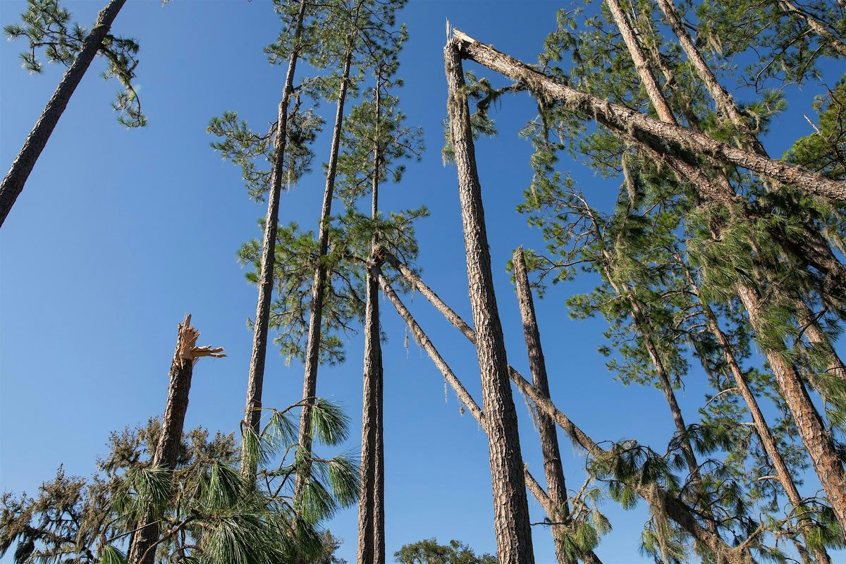 10-04-2025: Storm Preparation for Your Landscape