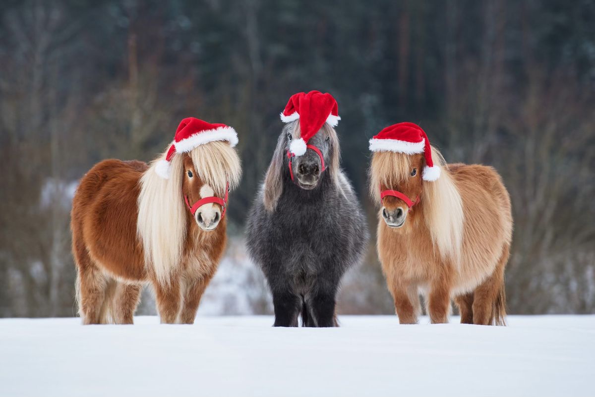 WEIHNACHTSMARKT AM MELFERERGUT