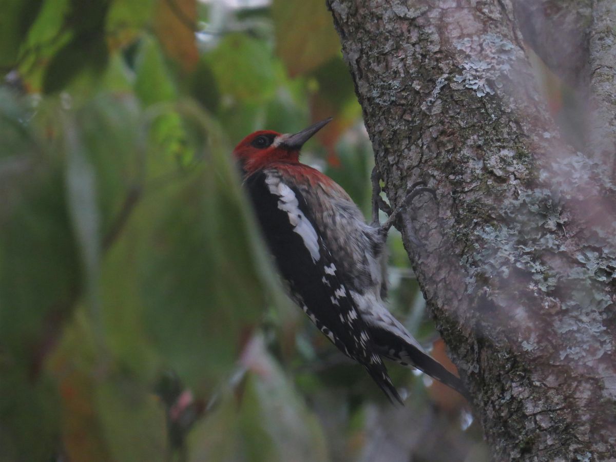 Whatcom Falls Park Birding