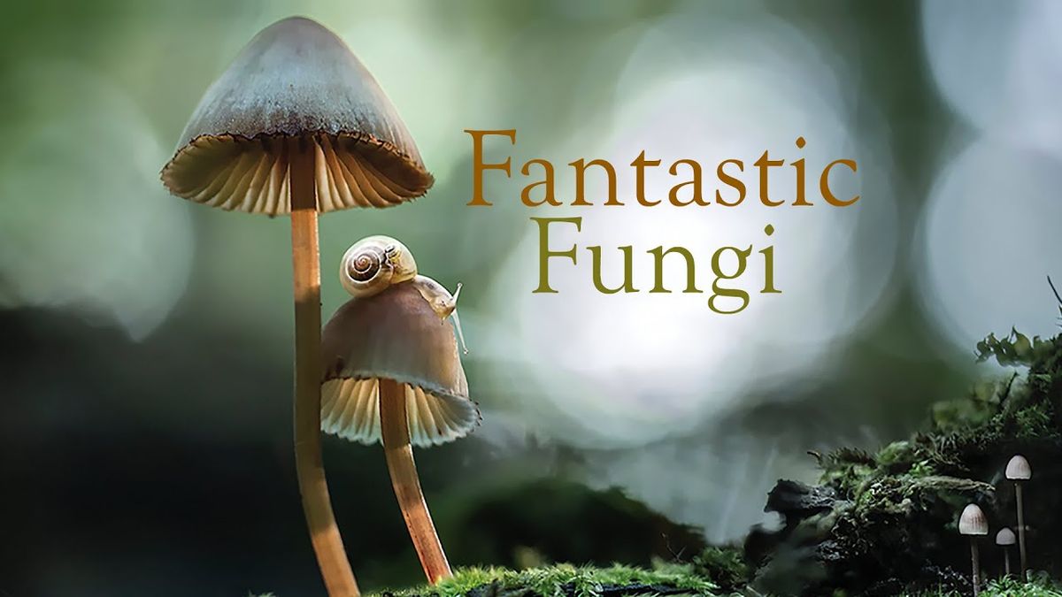 Fantastic Fungi REMASTERED