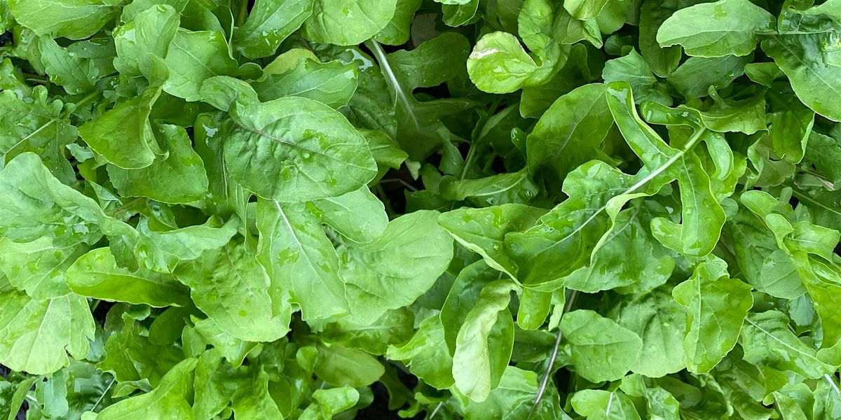 Fall Garden Cooking Class: Vegetarian Chili