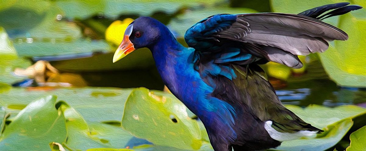 FIELD TRIP: Wakodahatchee & Green Cay Wetlands