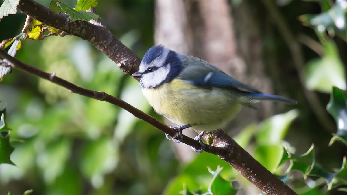 Winter Morning Bird Watching at Seafield Gardens