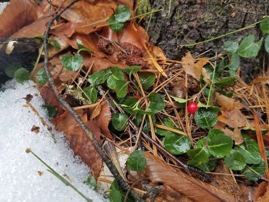 Winter Foraging Plant Walk at Misty Meadows