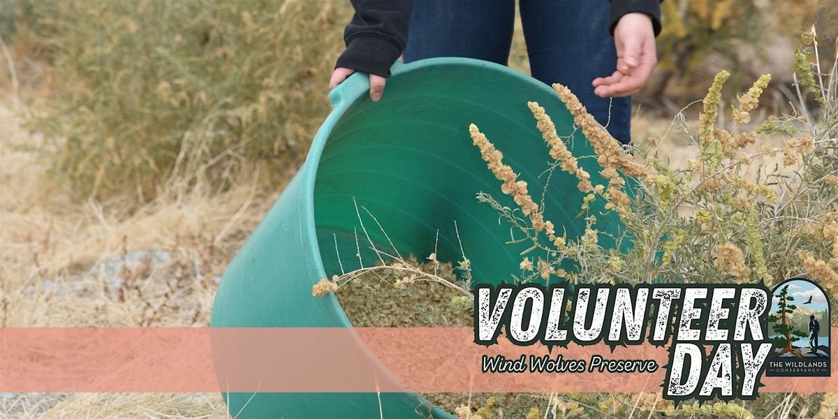Volunteer Day: Seed Collection -  Wind Wolves Preserve