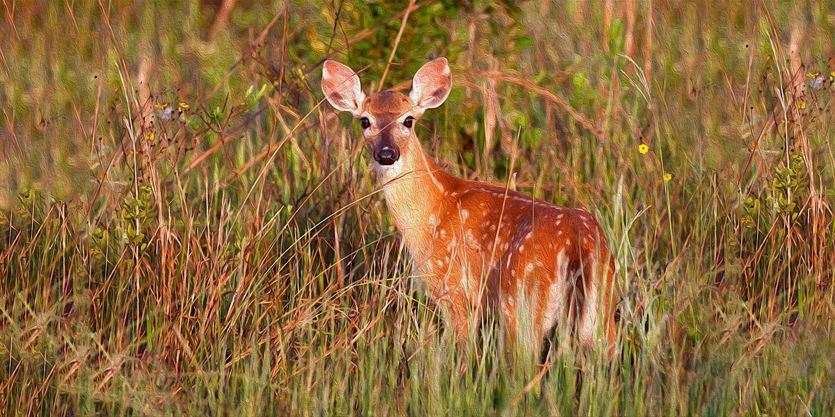 FIELD TRIP: Seminole Ranch Conservation Area