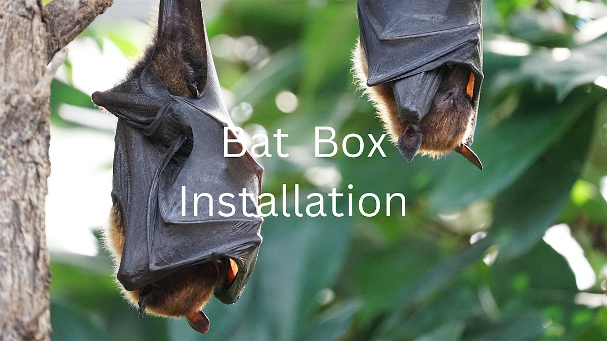 Bat  Box Installation