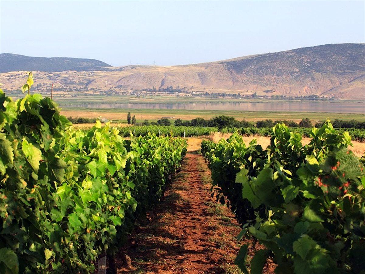 Wine tasting: A discovery tour of good and great wines from Northern Greece