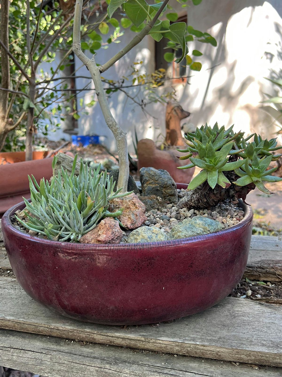 My Patio Re-wild Potting Workshop