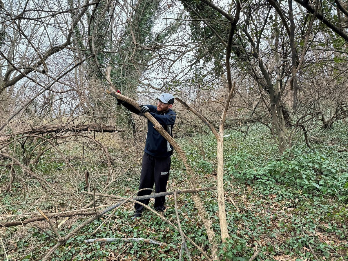 Vegetation removal north of Four Mile Run