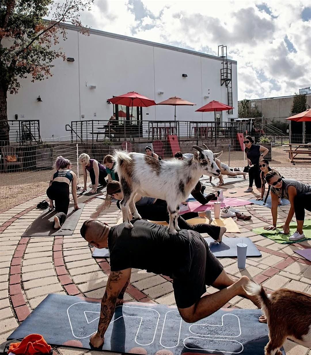 Goat Yoga Houston At City Orchard Saturday January 25th 11AM