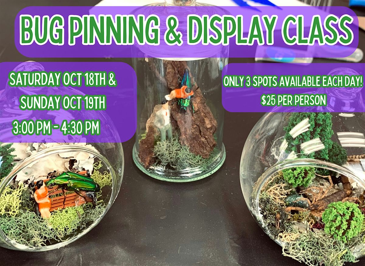 Bug Pinning & Display Class - October 2025