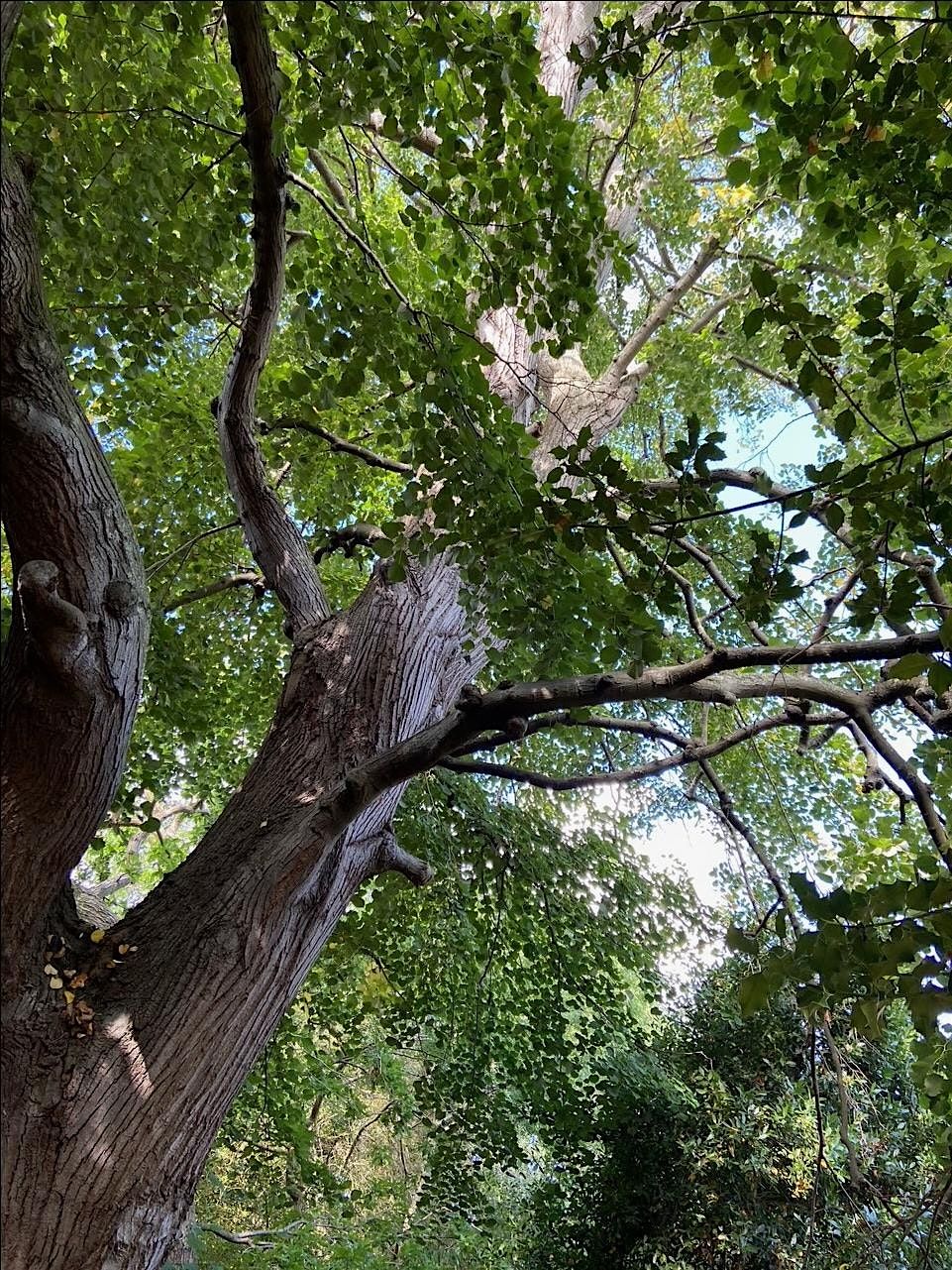 Dr Owen Johnson's Tree Walk and Talks in Alexandra Park, Hastings.