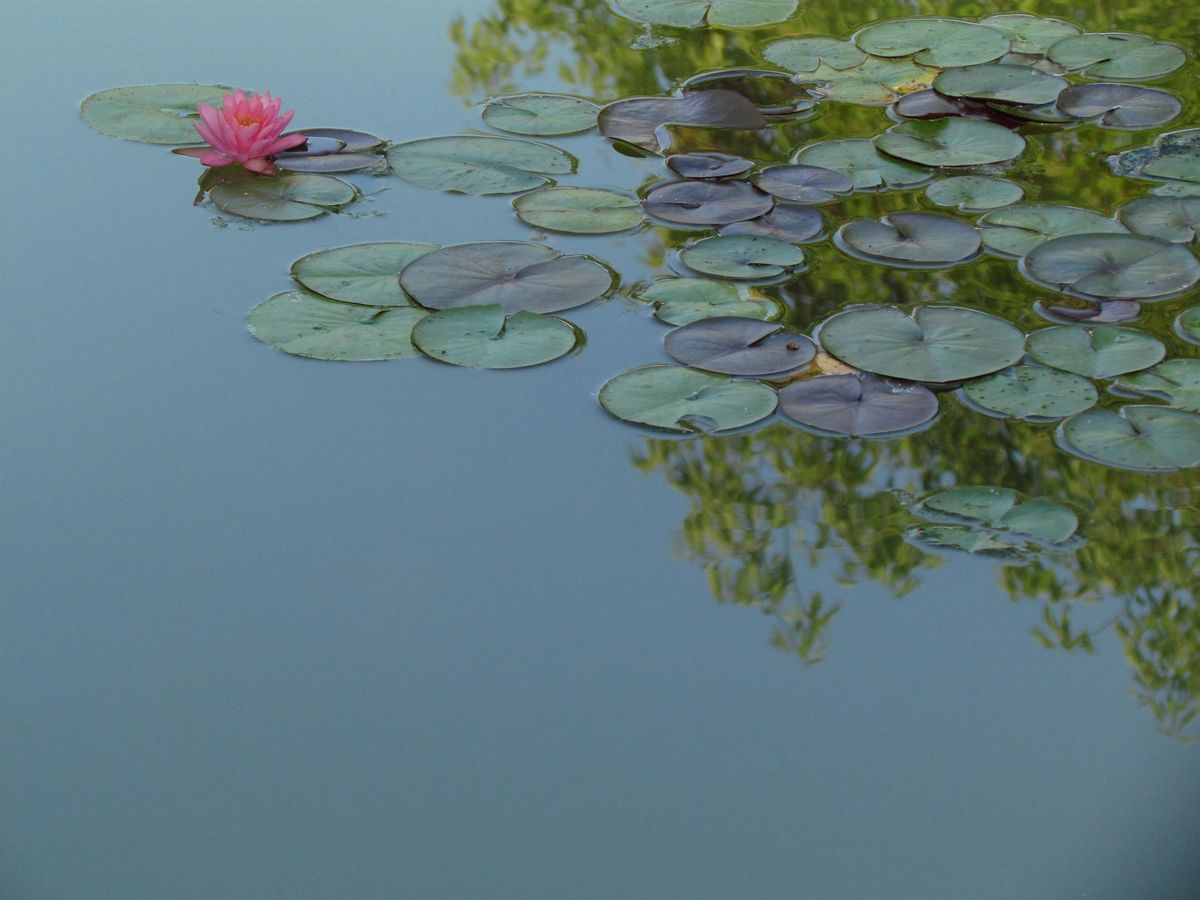 Hand Raindrop Touch Healing with Essential Oils w\/ Felicia 8\/27 at 5pm