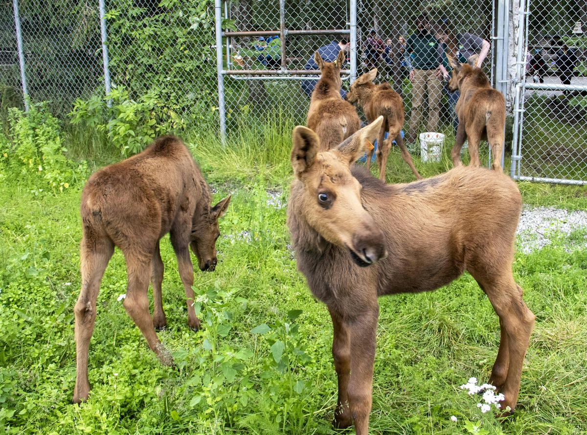 Summer Camp: Animals of the Midnight Sun