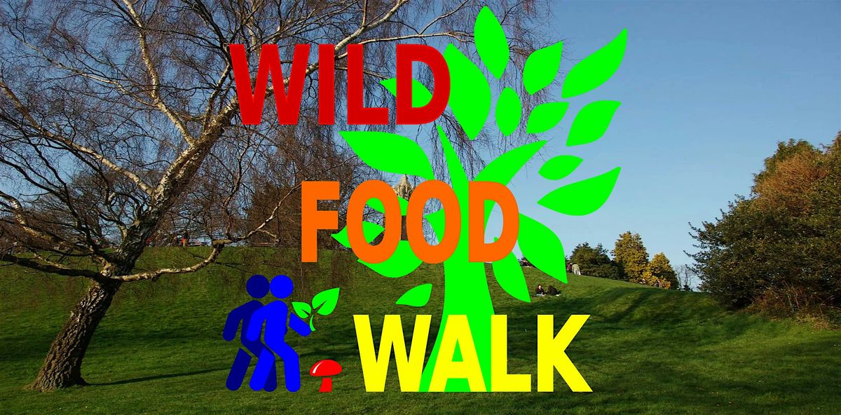 December Brandon Hill Park (Bristol) Wild Food Foraging\/ Forager Walk.