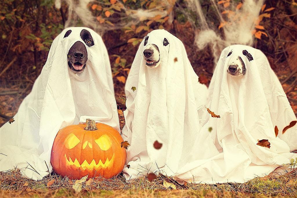Spooky Dog Disco at Wild Bush Chiswick!