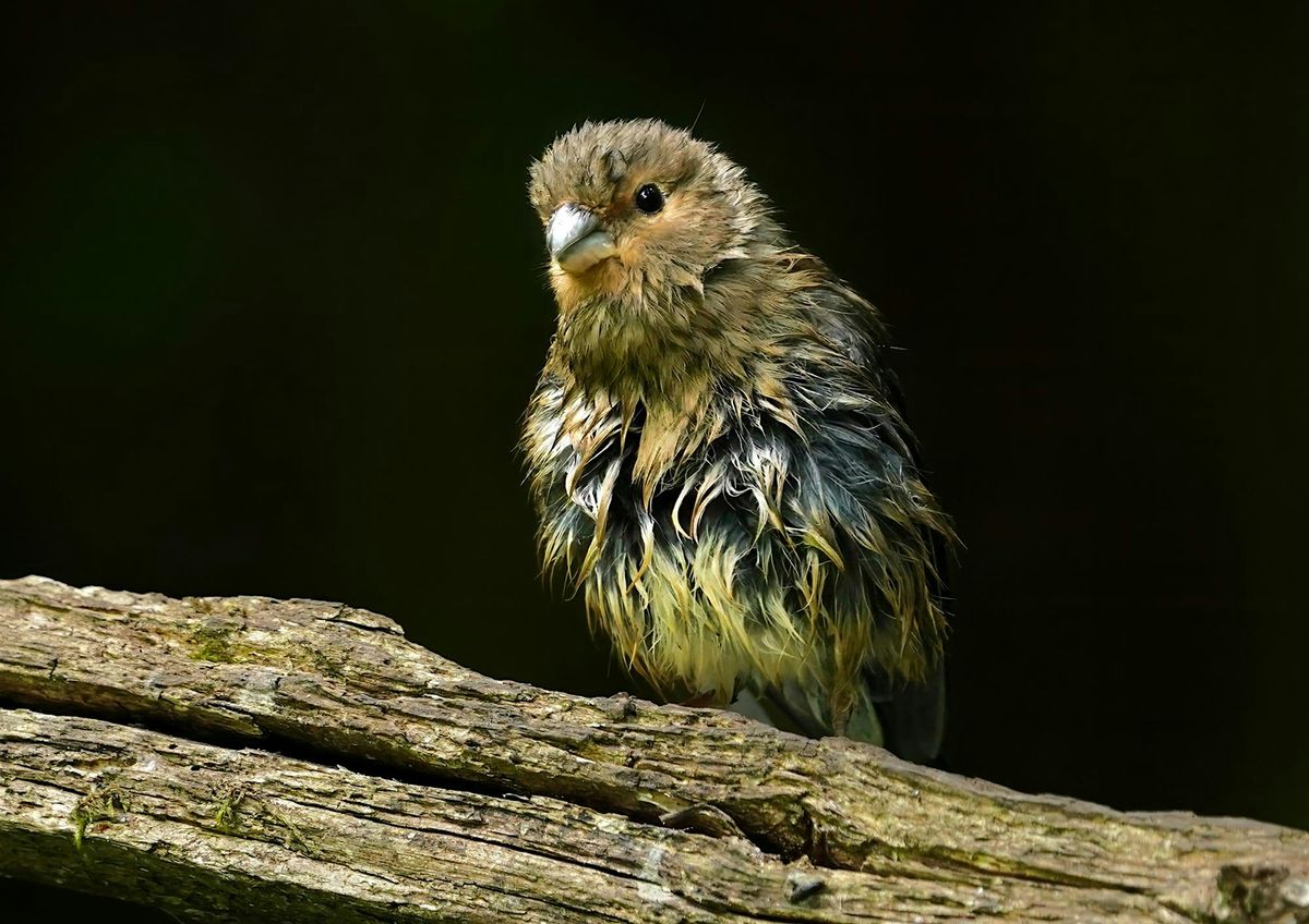 Birds and a Brew March: Signs of Spring - Nature Discovery Centre, Friday 21 March