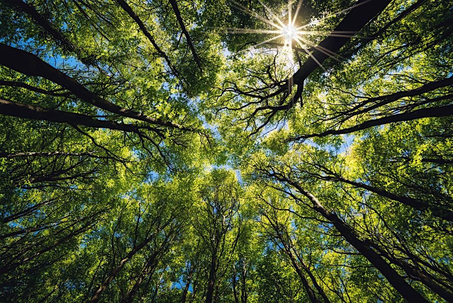 Forest Bathing Guided Woodland Walk
