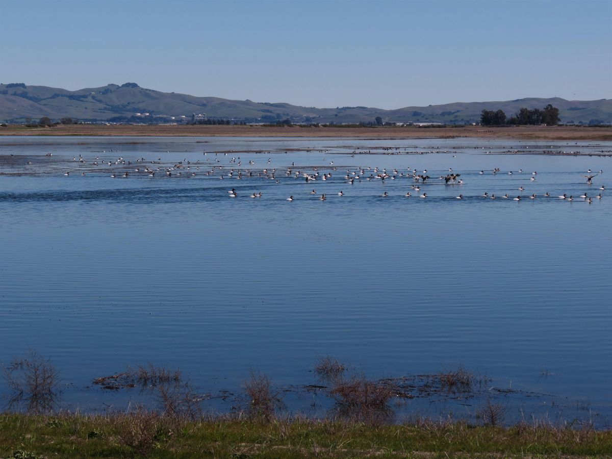 Don Edwards San Francisco Bay NWR:  2025-2026 Waterfowl Hunting Permit