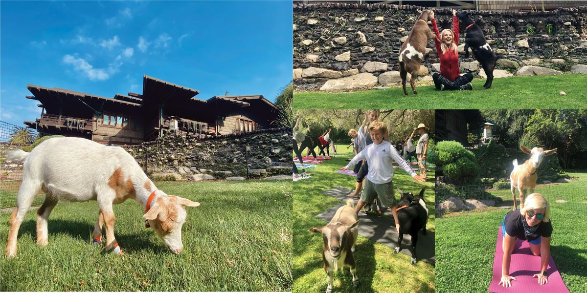 Baby Goat Yoga at the Gamble House