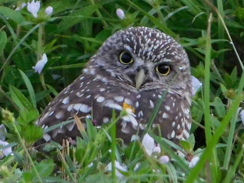 Owl Have a Drink!