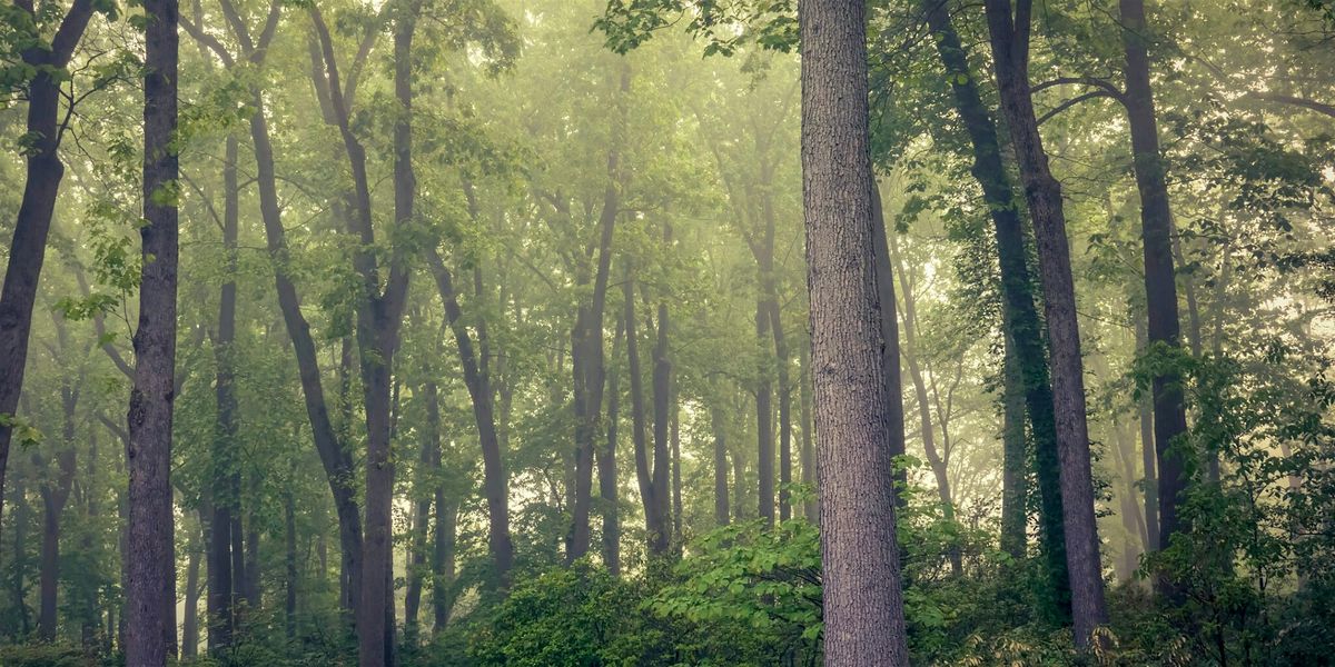 Forest Bathing