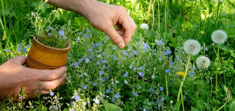 Medicinal Plants for Local Landscaping: Species, Uses, and Helpful Hints