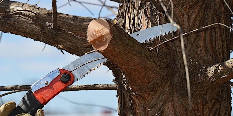 Think Green Thursday: Pruning Woody Ornamentals