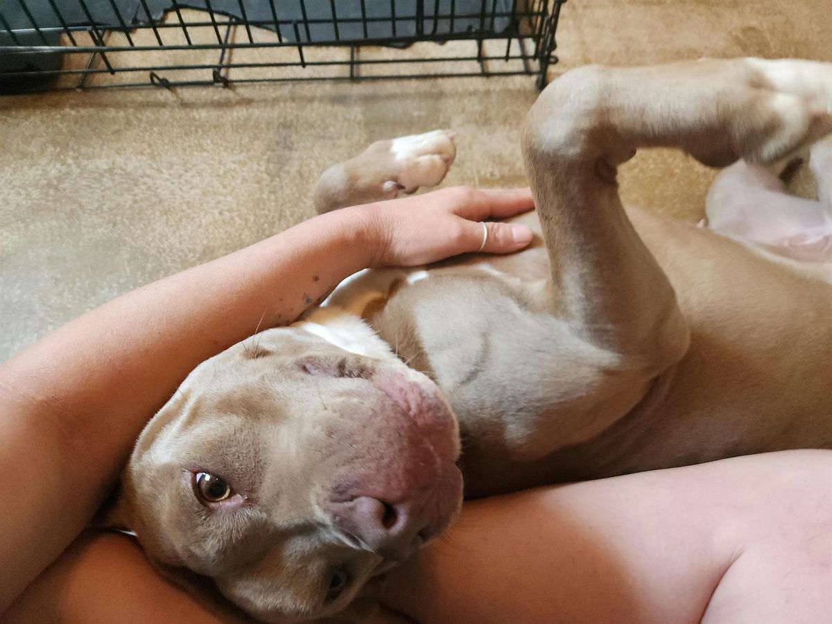 ICRT Animal Reiki 1 & 2