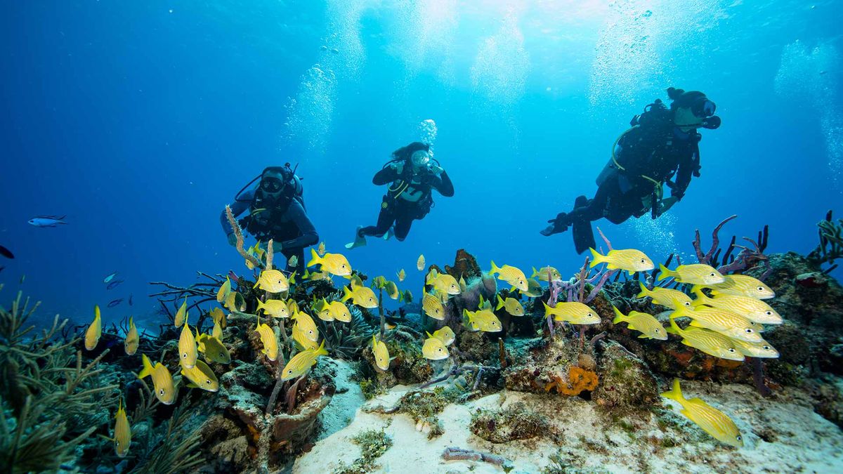 SCUBA Dive Travel: Playa Del Carmen New Years' Trip