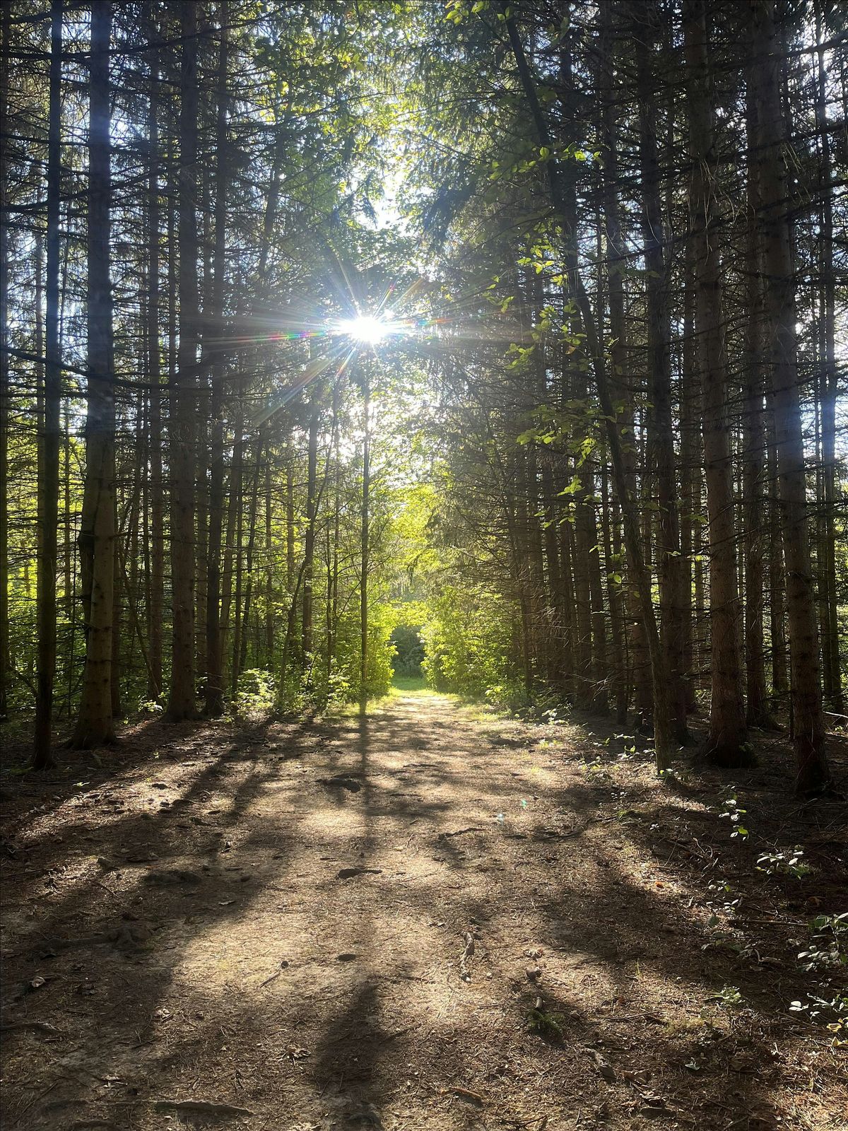 Forest Therapy at FA Seiberling Nature Realm