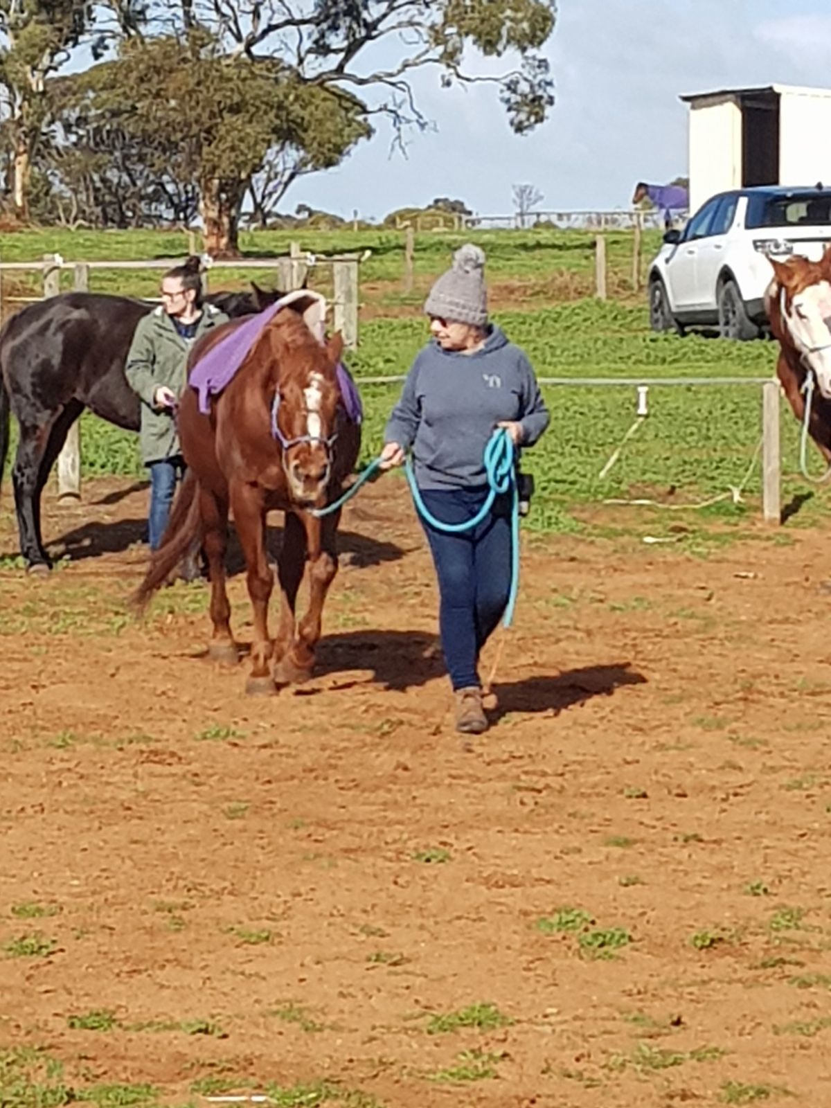 Basic handling of horses