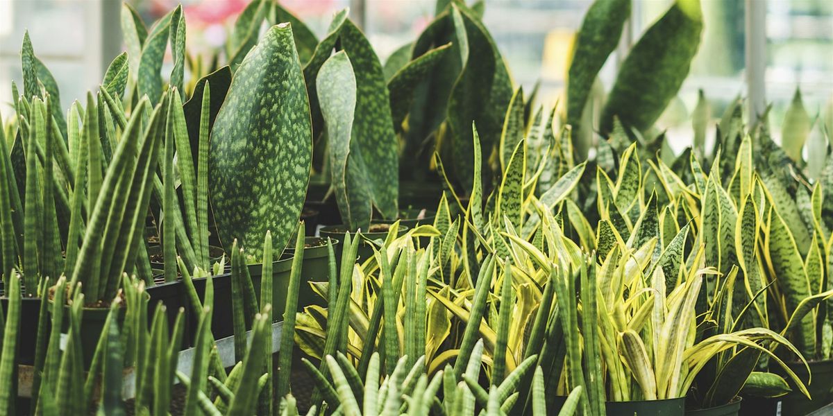 Learn About The Top 10 Houseplants for Beginners with Sara