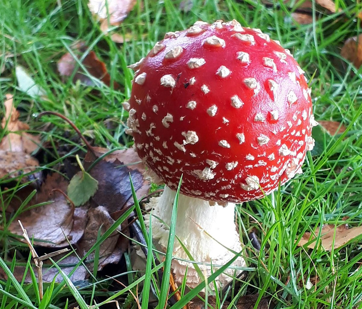 Fungal Walk