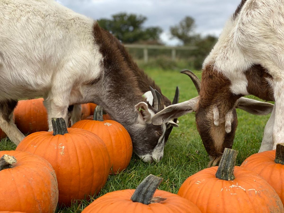 Pumpkin Pick with Goats