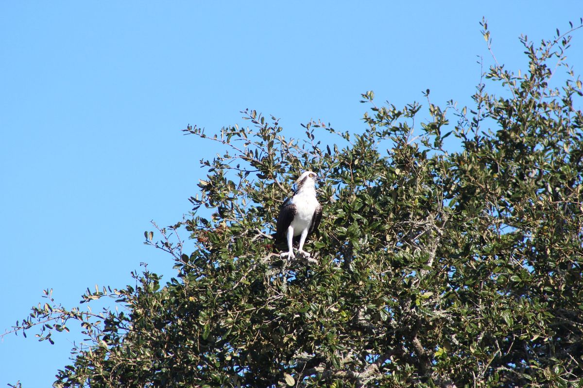 The Feathered Friends of Fort Matanzas