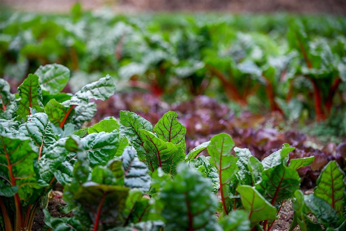 Gardening Boot Camp - Vegetable Production