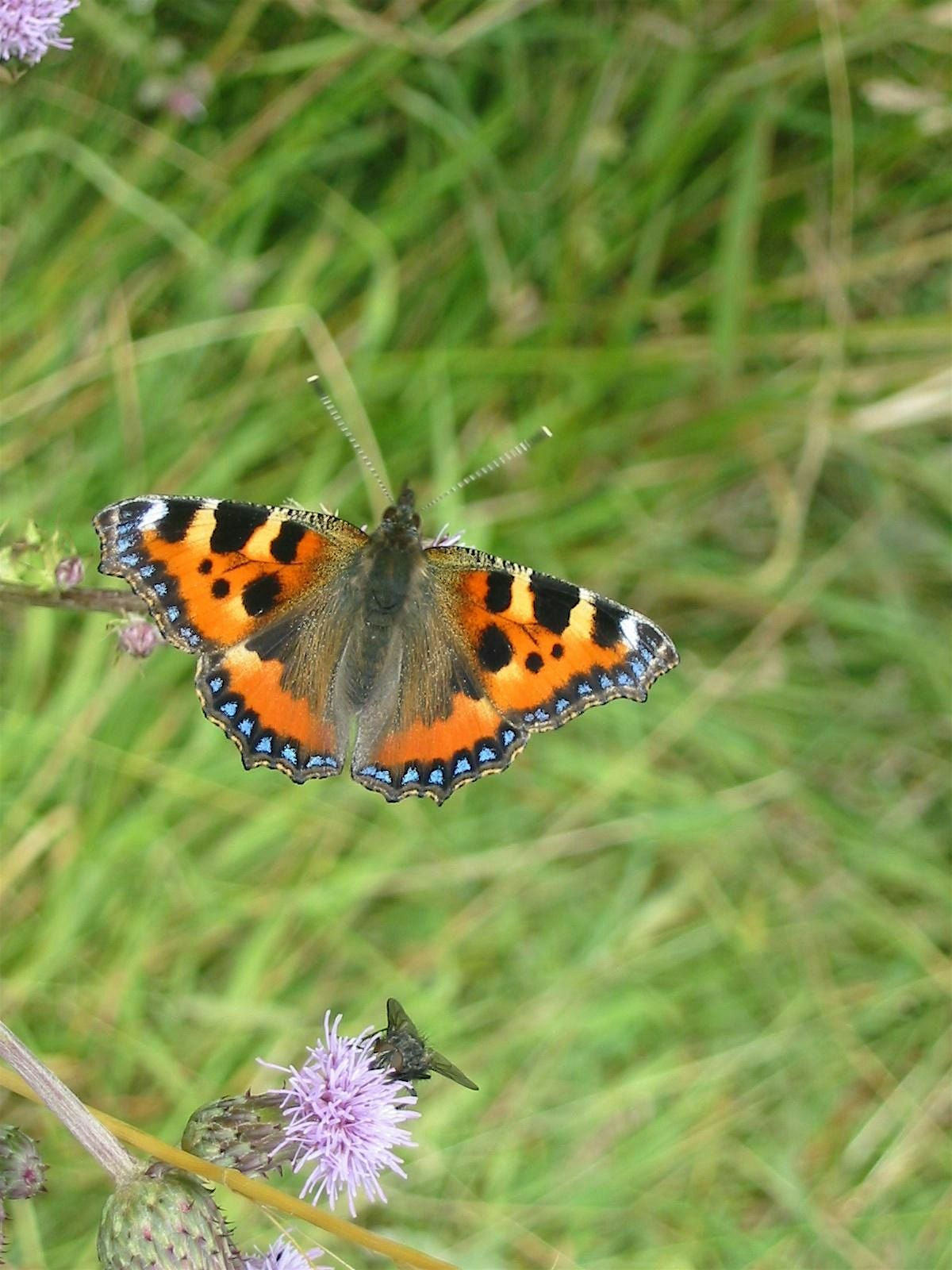 Autumn Minibeast hunting at Ryton Pools Country Park