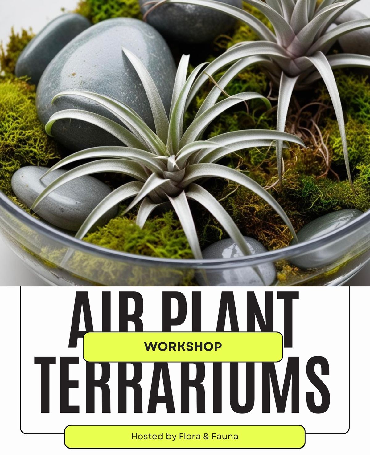 Air Plant Terrariums at Rustic Cork - Mill Creek