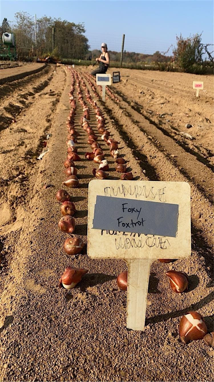 Planting Bulbs