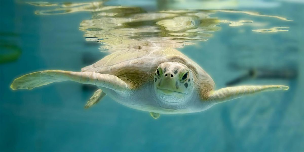 Sea Turtle Day