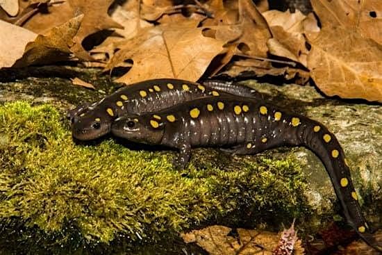 Amphibians of Ohio